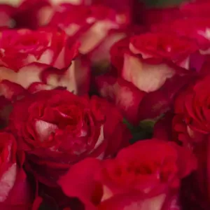 Roses are pictured at Nevados plantation in Latacunga