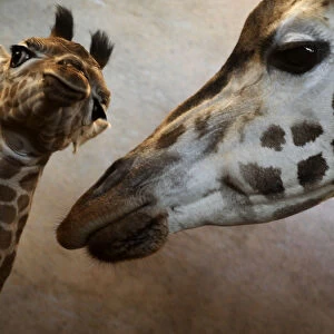 A Rothschild giraffe takes care of its eleven-day-old female offspring named Apolena at