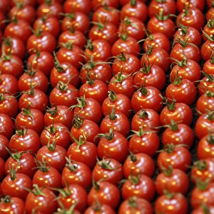 Rows of tomatoes are seen at the Gardeners World show in Birmingham