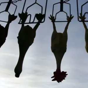 Rubber chickens hang in a mobile poultry culling machine during its first presentation