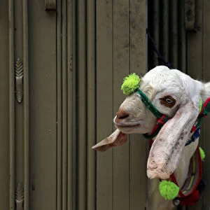 A sacrificial goat peeks through the gate of a house ahead of Eid al-Adha celebrations in