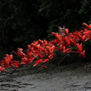 Scarlet ibis fly near the banks of a mangrove swamp, Calcoene River, Brazil