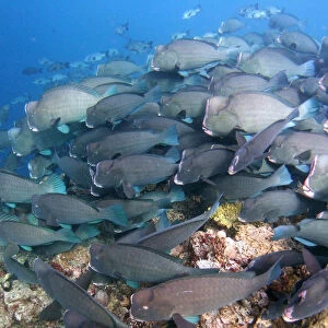 A school of bumphead parrotfish grazes over a reef at Barracuda Point off the Malaysian