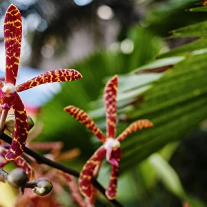 Scorpion orchids are seen during the Orchid Extravaganza 2019 floral display at Gardens