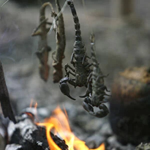 Scorpions and lizards are grilled over a fire during a jungle survival exercise with the