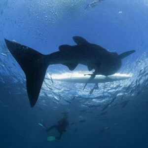A scuba diver swims near a whale shark as it approaches a paddleboat off the beach of