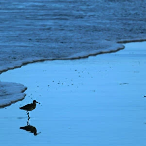 Sea birds wait for high tide to recede along the ocean in Solano Beach, California