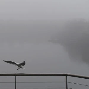 A seabird lands on a railing in heavy fog at the Titanic quarter in Belfast
