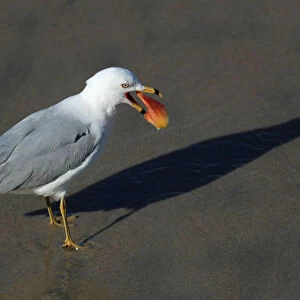 A seagull casts a shadow on the sand as it eats something it found on the sand at high