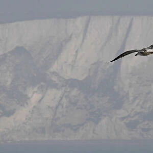 A seagull flies above the English channel with the white cliffs of Dover