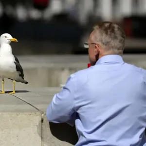 A seagull and a man look at each other on a warm spring day in London