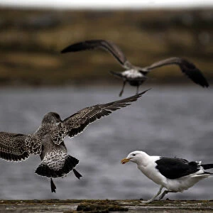 A seagull perches on a pier as two Falkland Skua birds fly away in Port Stanley