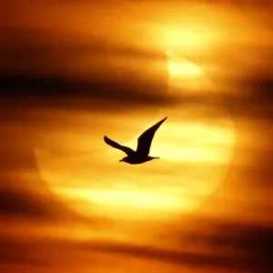 A seagull is silhouetted against the sun at dawn during a partial solar eclipse A seagull is silhouetted against the sun at dawn during a partial solar eclipse