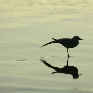 A seagull stretches on the shoreline at Manly Beach in the pre-dawn on the first day A seagull stretches on the shoreline at Manly Beach in the pre-dawn on the first day