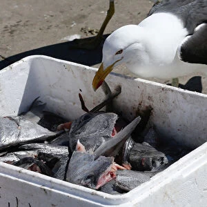 A seagull tries to eat a piece of fish at an artisanal fishermans market in Valparaiso