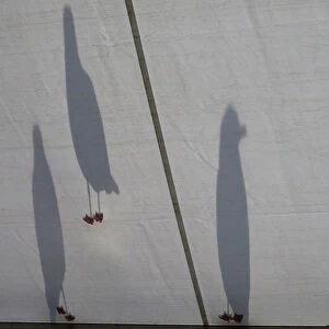 Seagulls cast shadows on the roof of the media centre