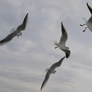 Seagulls catching pieces of bread from tourists on a tour boat on the Bosporus in