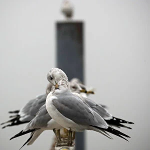 Seagulls perch on a pier during thick fog along the Hudson River in Nyack