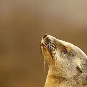 A seal pup rests on rocky point along shoreline in La Jolla, California