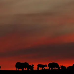 The setting sun illuminates the clouds as sheep graze in a field during the Cloud The setting sun illuminates the clouds as sheep graze in a field during the Cloud