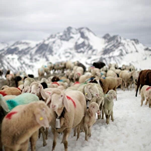 Sheep cross the alpine pass Hochjoch at 2, 856 meters above sea level