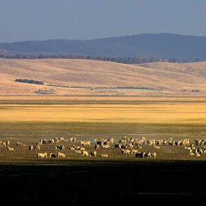 Sheep graze on the dry lake bed of Lake George near the Australian capital city of Canberra