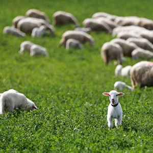 Sheep graze in a field outside the factory producing a hard and salty cheese called