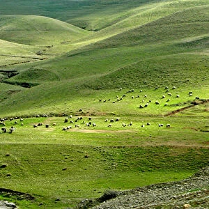 SHEEP GRAZE ON MOUNTAIN SLOPES NEAR THE TOWN OF SULEIMANIYA IN IRAQ