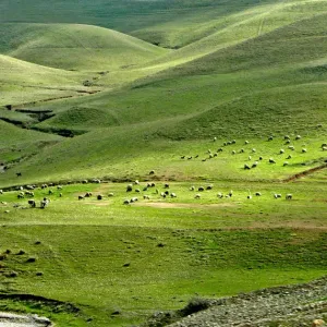 SHEEP GRAZE ON MOUNTAIN SLOPES NEAR THE TOWN OF SULEIMANIYA IN IRAQ SHEEP GRAZE ON MOUNTAIN SLOPES NEAR THE TOWN OF SULEIMANIYA IN IRAQ