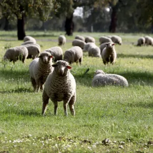 Sheep graze at a ranch in Portezuelo Sheep graze at a ranch in Portezuelo