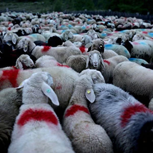Sheep and lambs wait inside an enclosure during sunrise in Kurzras