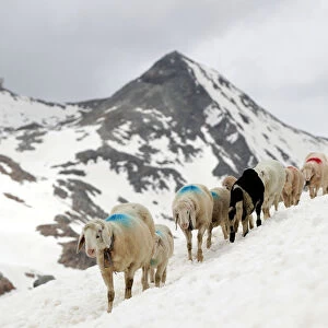 Sheep make their way in front of Hochjochferner glacier in the region of Tyrol