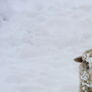 A sheep is seen covered in snow in a field near Middleham
