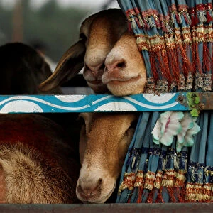 Sheep are seen peeping outside a window of a van while being transported at a livestock