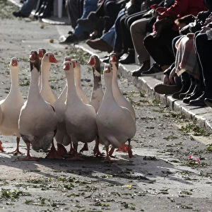 A shepherd dog controls a group of geese before being blessed by a priest on the day of