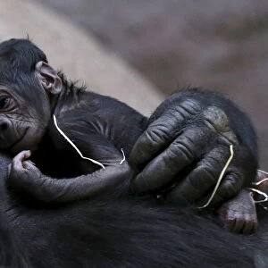Shinda, a western lowland gorilla, holds her newborn baby in its enclosure at Prague Zoo