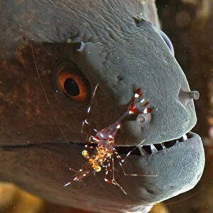 A shrimp cleans a moray eels mouth, off Tulamben, on the Indonesian resort island of