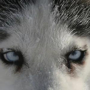 A Siberian Husky dog of the Royev Ruchey Park team is seen as it rests during a practice A Siberian Husky dog of the Royev Ruchey Park team is seen as it rests during a practice