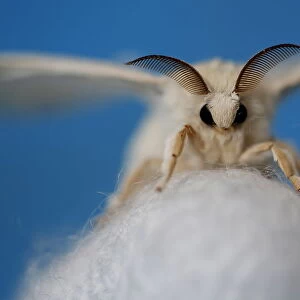 A silkmoth that has hatched out of its cocoon is seen at the Campoverde cooperative