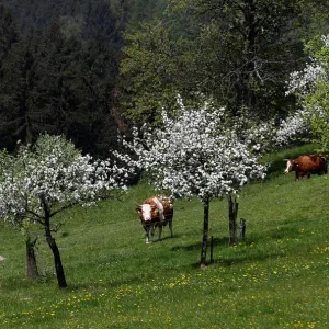 Simmental cattle graze in a field near the village of St. Leonhard Simmental cattle graze in a field near the village of St. Leonhard