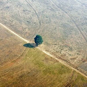 A single tree is seen on land that was previously jungle in Mato Grosso state