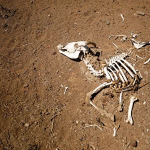 Skeleton of a dead goat lies in the veld on a farm near drought-stricken Graaff-Reinet