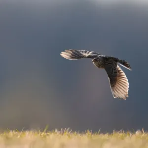 Skylark flies in a field near the village of Trusavichy Skylark flies in a field near the village of Trusavichy