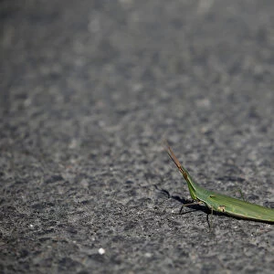 A slant-faced grasshopper basks in the sun on a road in Ta Qali