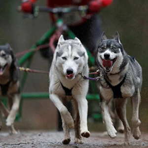 A sled dog team pull a rig during the Aviemore Sled Dog Rally in Aviemore