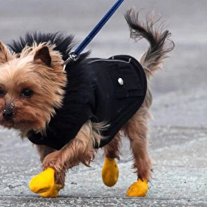 A small dog wears boots and a coat during frigid weather on Parliament Hill in Ottawa