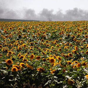 Smoke is seen behind a field of sunflowers on Israeli side of the border fence between