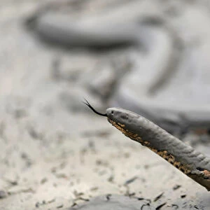 Snake is seen while a tract of Amazon jungle after a fire while as it is being cleared by loggers
