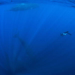 A snorkeler swims towards sperm whales diving into the deep blue sea off the coast of