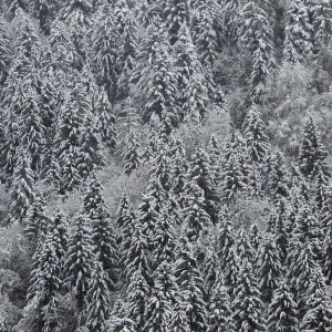 Snow covered trees are seen in a forest near Garmisch-Partenkirchen